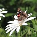 IMG_0483_Macaronesian_Red_Admiral.JPG